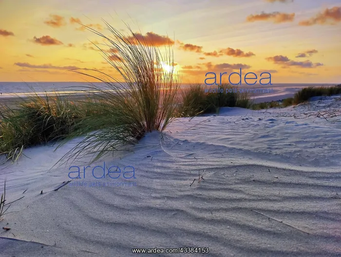 : Dunes by the sea with sunset, Norderney Island : Dunes by the sea with sunset, Norderney Island