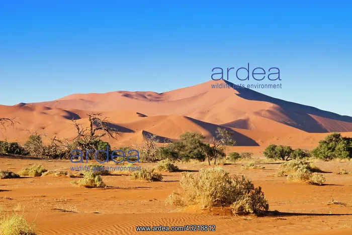 : Dunes of Sossusvlei, Namib Desert, Namib-Naukluft : Dunes of Sossusvlei, Namib Desert, Namib-Naukluft