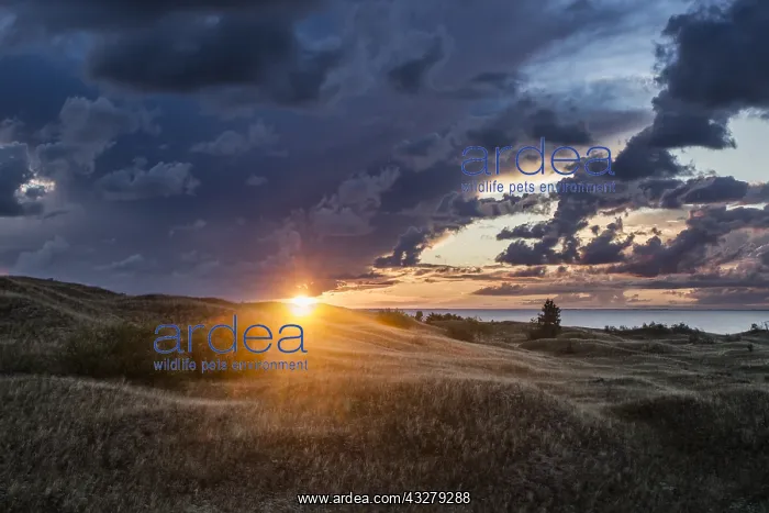 : Dunes at sunrise, Lithuania, Klaipeda, Curonian : Dunes at sunrise, Lithuania, Klaipeda, Curonian