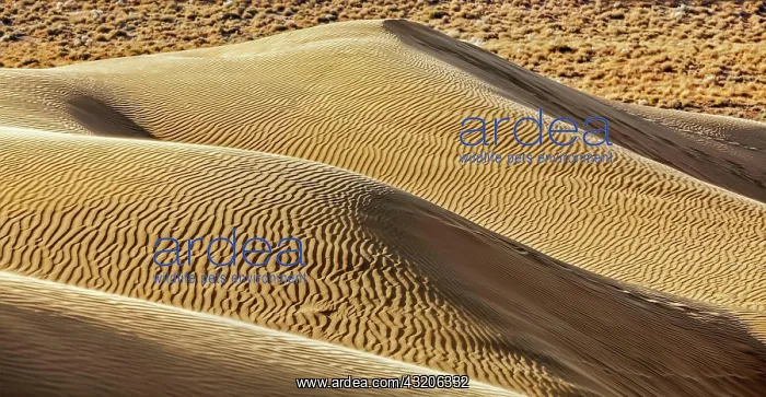 : Dunes of Thar Desert. Sam Sand dunes, Rajasthan, India, Asia : Dunes of Thar Desert. Sam Sand dunes, Rajasthan, India, Asia