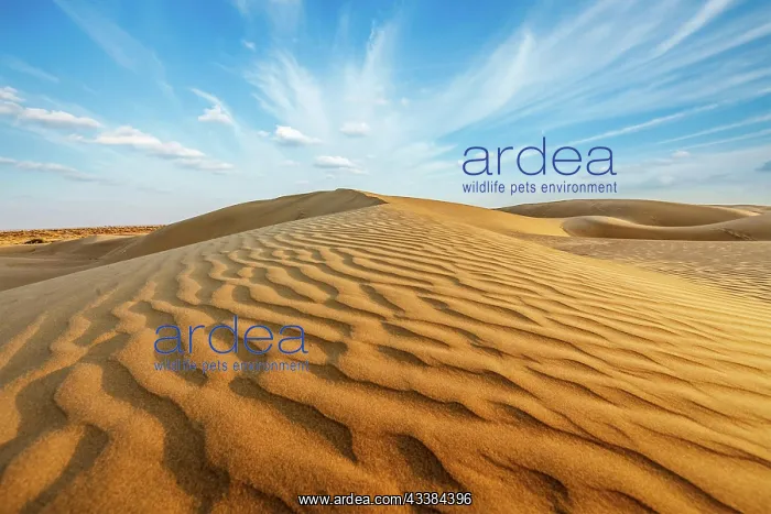 : Dunes of Thar Desert. Sam Sand dunes, Rajasthan : Dunes of Thar Desert. Sam Sand dunes, Rajasthan