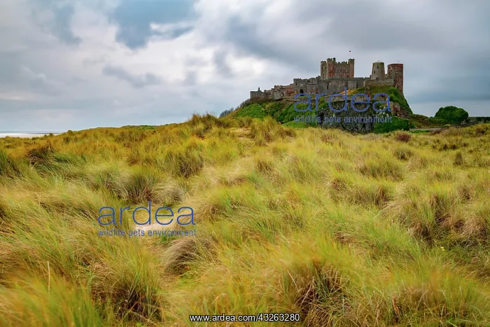 : Dunescape with grass in front of Bamburgh Castle : Dunescape with grass in front of Bamburgh Castle