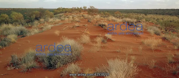 : Dunes.Simpson Desert, Northern Territory, Australia : Dunes.Simpson Desert, Northern Territory, Australia