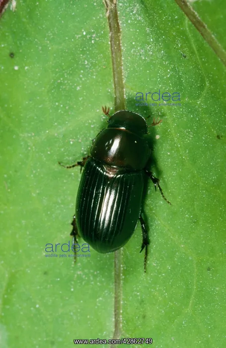  : Dung Beetle