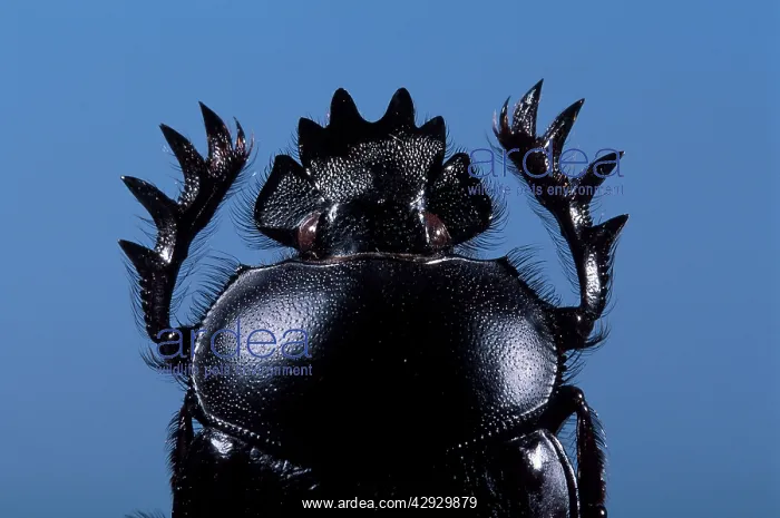 : Dung Beetle : Dung Beetle