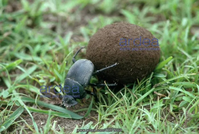 : Dung Beetle : Dung Beetle
