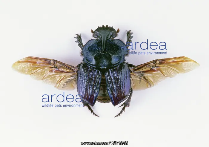 : Dung Beetle : Dung Beetle