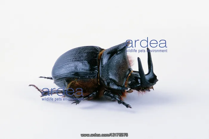 : Dung Beetle : Dung Beetle
