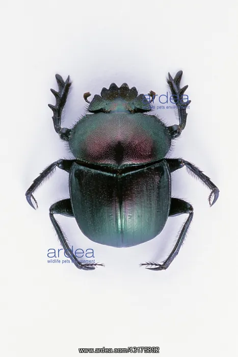 : Dung Beetle : Dung Beetle