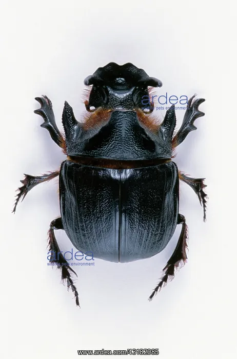 : Dung Beetle : Dung Beetle