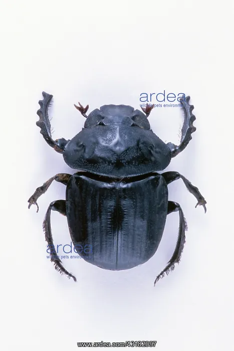 : Dung Beetle : Dung Beetle