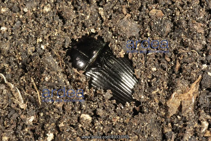 : Dung Beetle : Dung Beetle