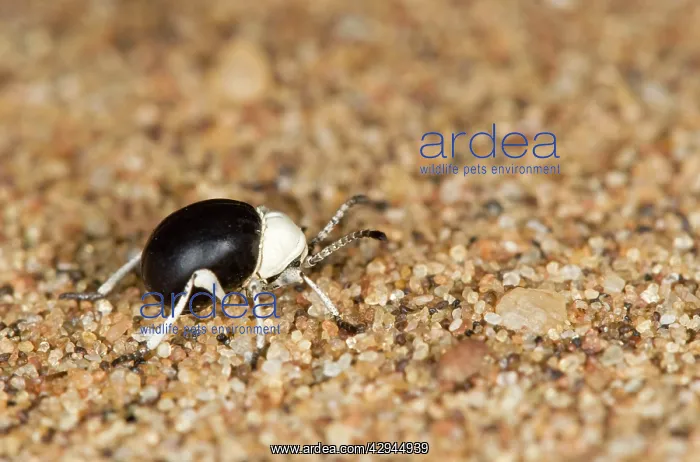 : Dung Beetle - Close up of entire body : Dung Beetle - Close up of entire body