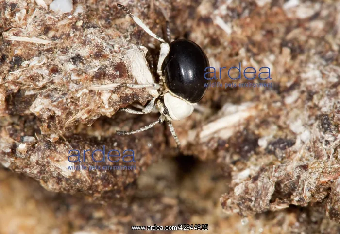 : Dung Beetle - Close up of entire body on dried dung : Dung Beetle - Close up of entire body on dried dung