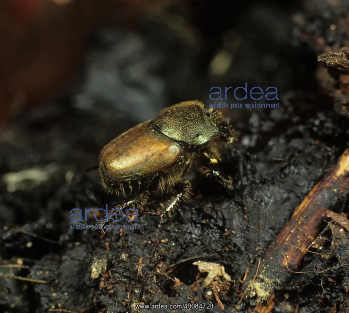 : Dung Beetle on dung : Dung Beetle on dung