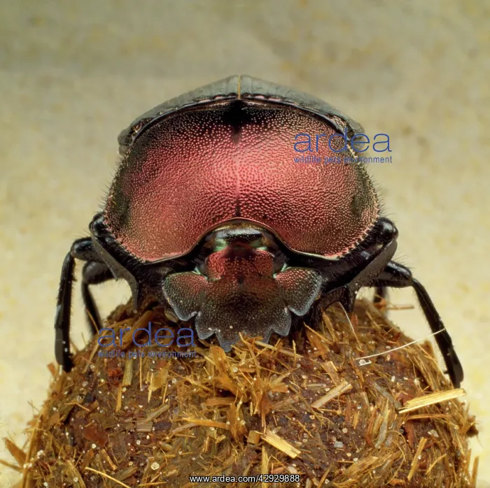  : DUNG BEETLE - on dung ball