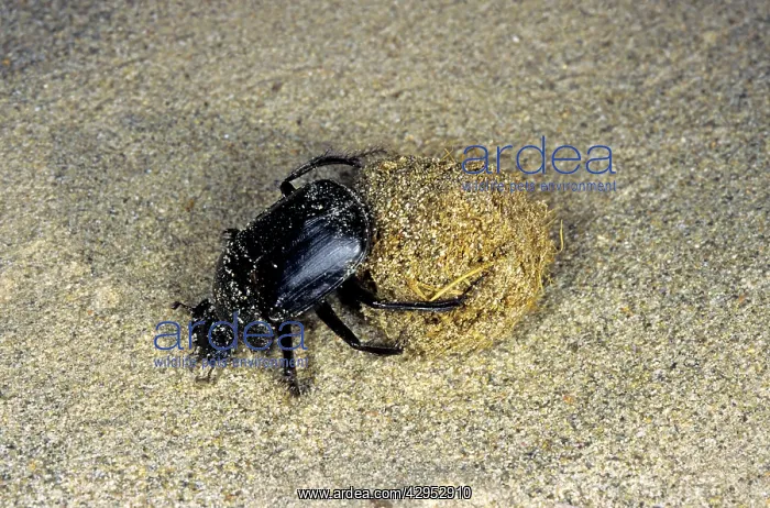 : Dung Beetle / Dung Chafer / Scarab / Tumblebug : Dung Beetle / Dung Chafer / Scarab / Tumblebug