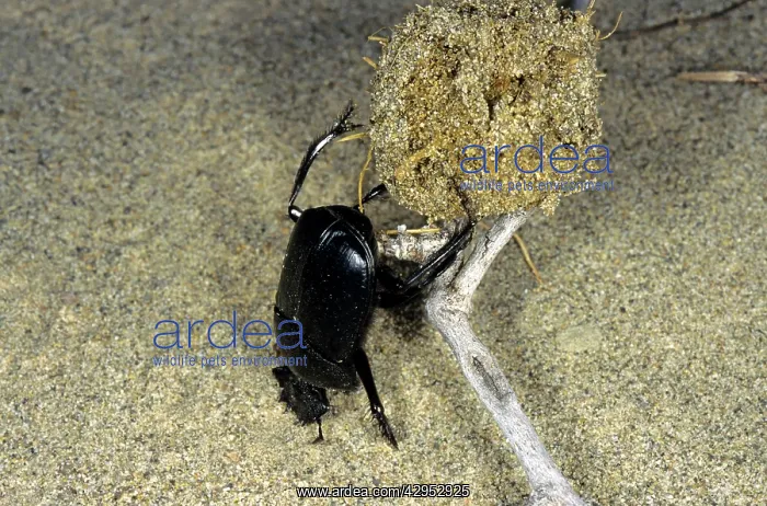 : Dung Beetle / Dung Chafer / Scarab / Tumblebug : Dung Beetle / Dung Chafer / Scarab / Tumblebug
