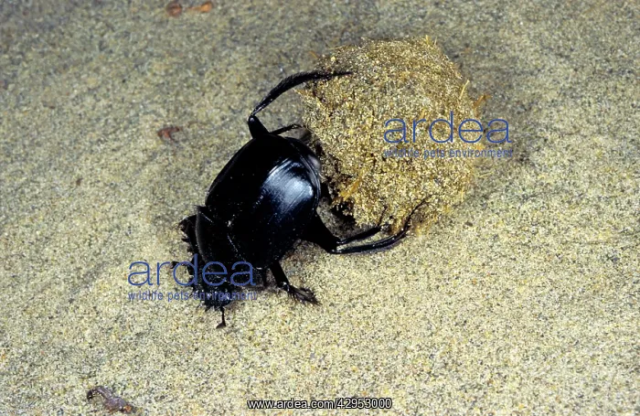 : Dung Beetle / Dung Chafer / Scarab / Tumblebug : Dung Beetle / Dung Chafer / Scarab / Tumblebug