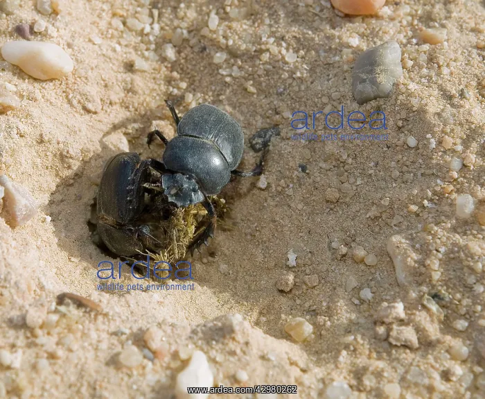 : Dung Beetle - two fight for the dung : Dung Beetle - two fight for the dung