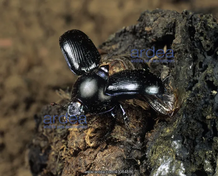 : Dung Beetle (Geotrupes spiniger) : Dung Beetle (Geotrupes spiniger)