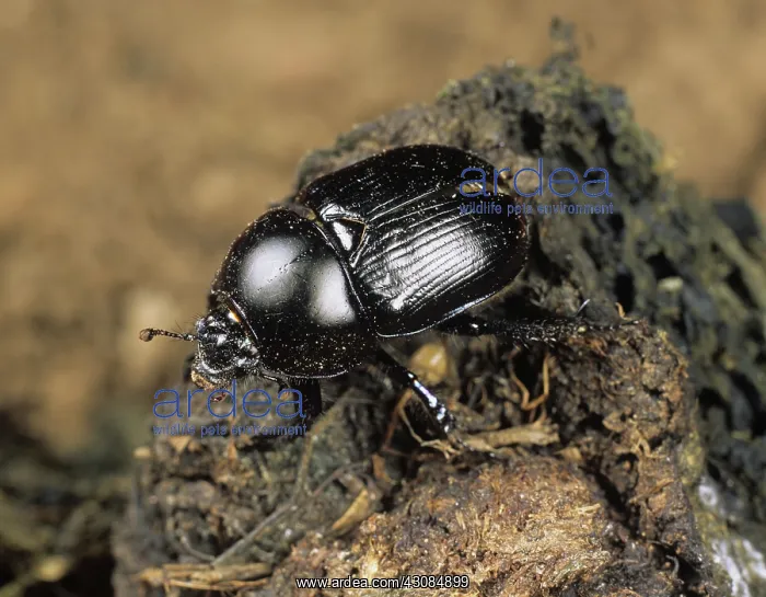 : Dung Beetle (Geotrupes spiniger) : Dung Beetle (Geotrupes spiniger)