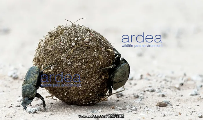 : Dung Beetle male rolling a ball of dung with female : Dung Beetle male rolling a ball of dung with female
