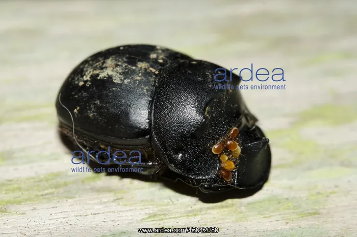 : Dung Beetle - with Phoretic Mites (Acari Subclass : Dung Beetle - with Phoretic Mites (Acari Subclass