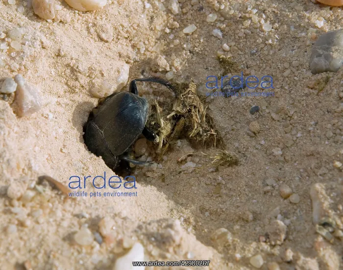 : Dung Beetle - Preparing its ball : Dung Beetle - Preparing its ball