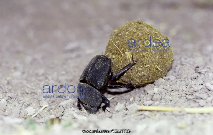 : DUNG BEETLE - Rolling ball of dung with hind legs : DUNG BEETLE - Rolling ball of dung with hind legs