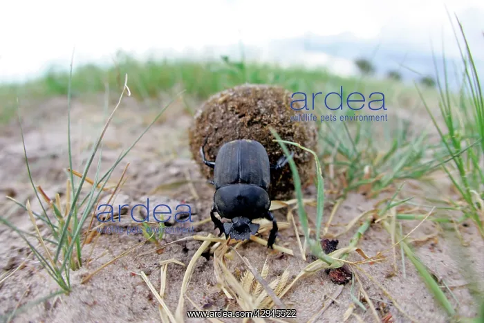 : Dung Beetle - rolling dung : Dung Beetle - rolling dung