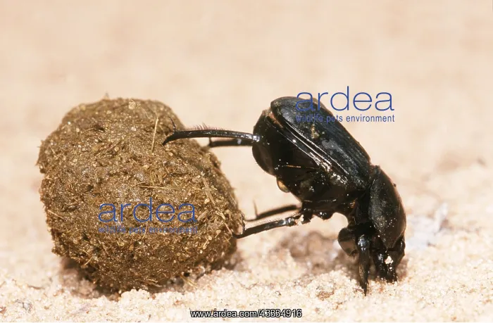 : DUNG BEETLE - ROLLING DUNG : DUNG BEETLE - ROLLING DUNG