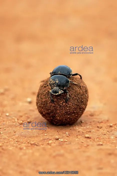 : Dung beetle (Scarabaeus sacer), rolls ball of elephant : Dung beetle (Scarabaeus sacer), rolls ball of elephant