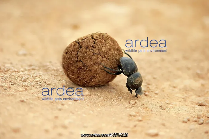 : Dung beetle (Scarabaeus sacer), rolls ball of elephant : Dung beetle (Scarabaeus sacer), rolls ball of elephant