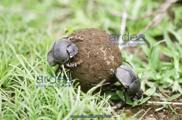 : Dung Beetles : Dung Beetles