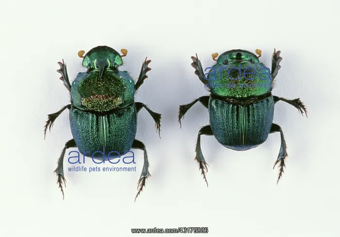 : Dung Beetles : Dung Beetles