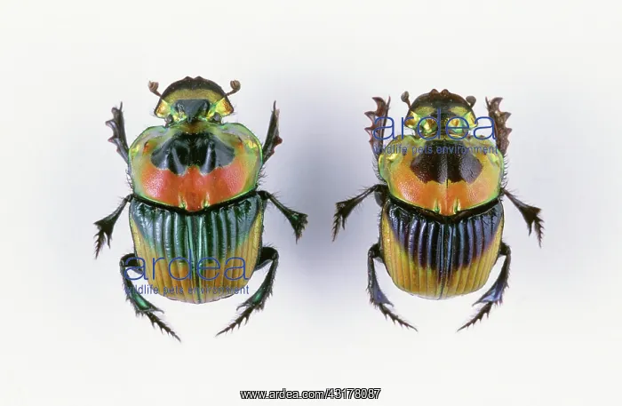 : Dung Beetles : Dung Beetles