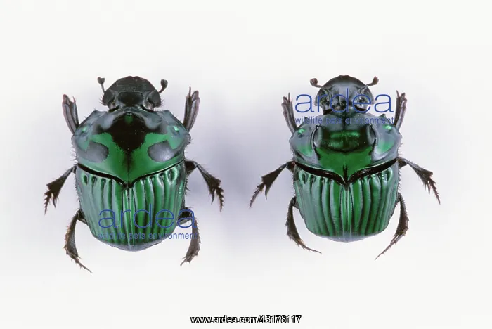 : Dung Beetles : Dung Beetles