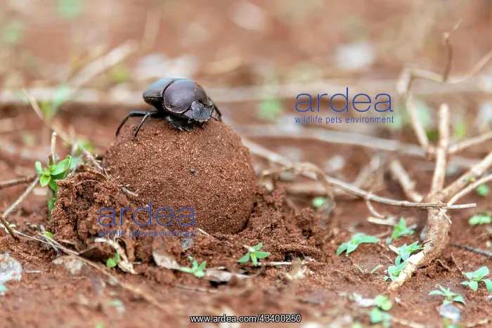 : Dung beetles burying a large dung ball in Zimanga : Dung beetles burying a large dung ball in Zimanga