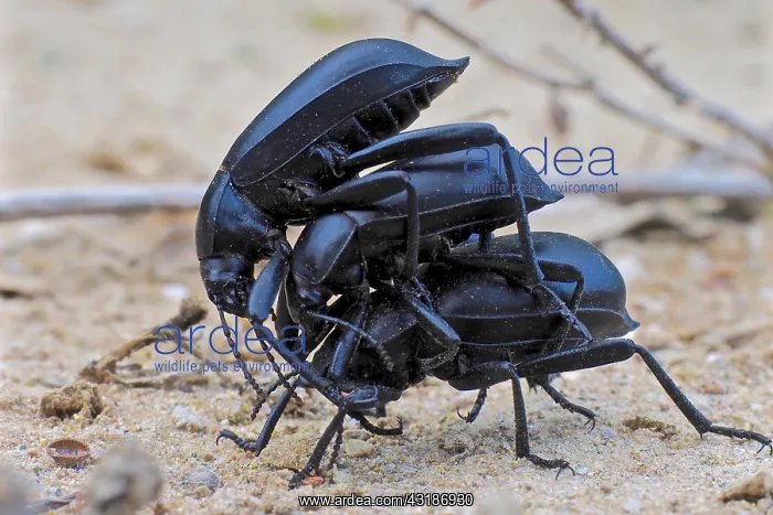 : Three dung beetles on top of each other, black beetles : Three dung beetles on top of each other, black beetles