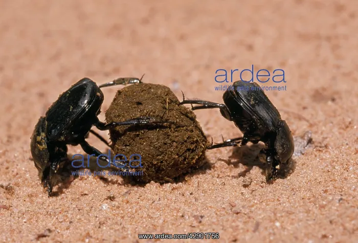  : DUNG BEETLES - two rolling a dung ball