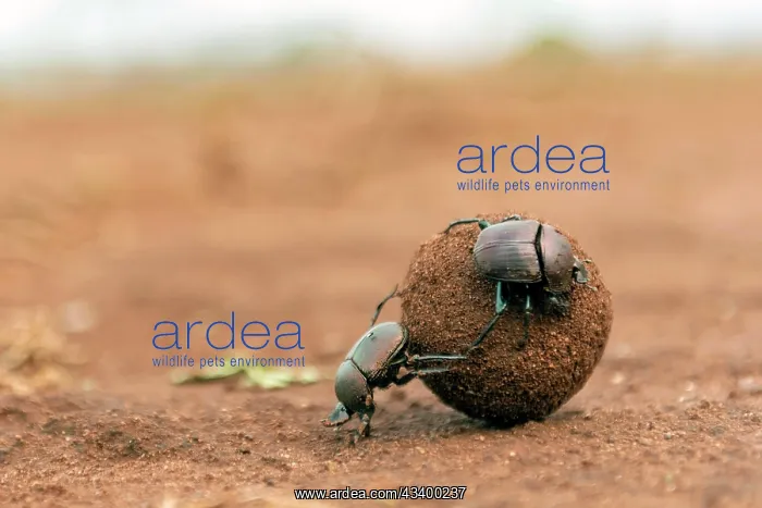 : Dung beetles rolling a large dung ball in Zimanga : Dung beetles rolling a large dung ball in Zimanga