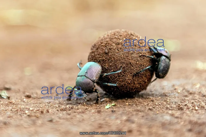  : Dung beetles rolling a large dung ball in Zimanga
