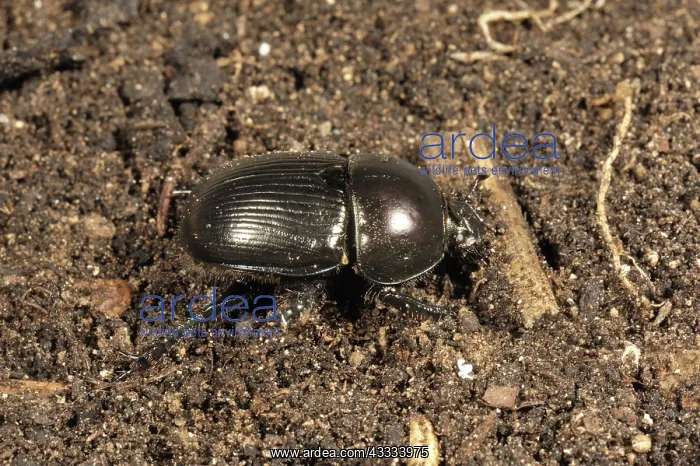 : Dung or dor beetle : Dung or dor beetle