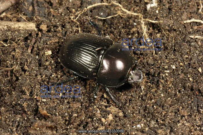 : Dung or dor beetle : Dung or dor beetle