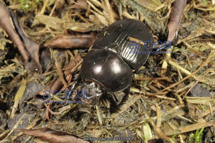 : Dung or dor beetle : Dung or dor beetle