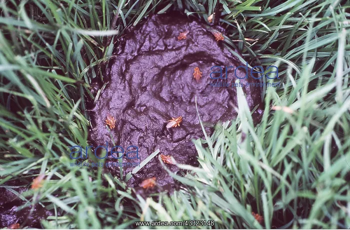  : DUNG FLIES - on Cow pat
