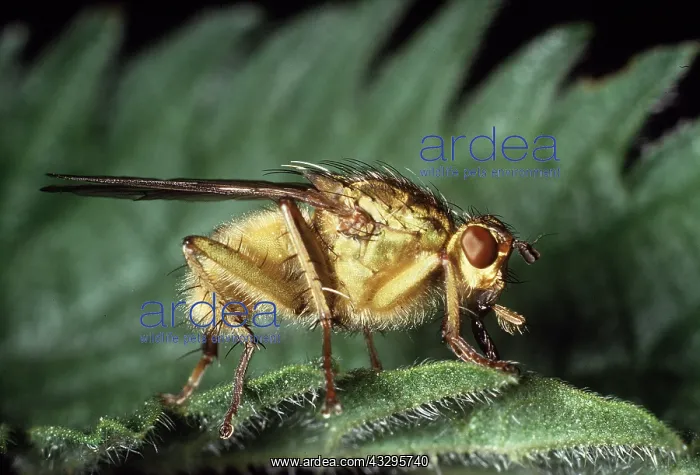 : DUNG FLY : DUNG FLY