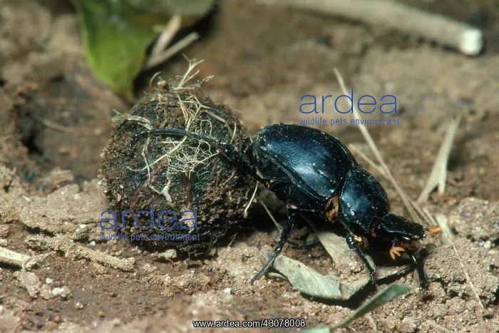: Dung-rolling Beetle : Dung-rolling Beetle
