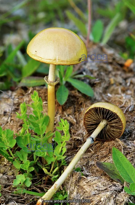 : Dung roundhead on cow dung - Alps France : Dung roundhead on cow dung - Alps France